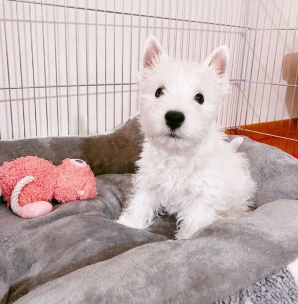 Teddy Male