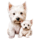 Crest West Highland Terrier Home | Cute westies for sale