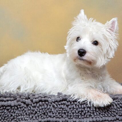 dog-7376716_640
